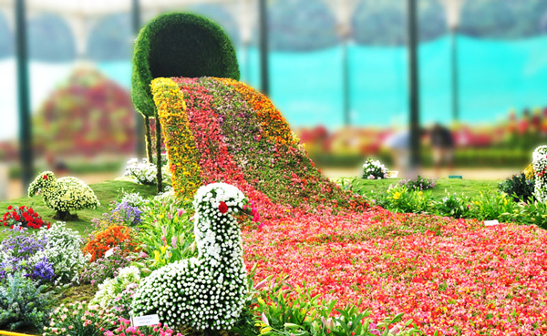 didaxesAgioyRafail flowershow